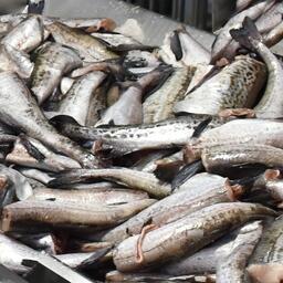 Минтай на рыбозаводе