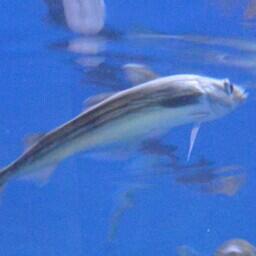 Научно-консультативный совет ВНИРО обсудил перспективы промысла охотоморского минтая