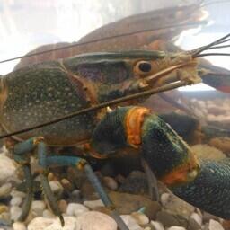 В деле фигурируют раки Астраханской области