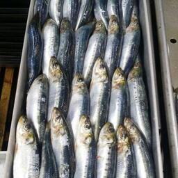 Сардина-иваси. Фото Константина Коробкова