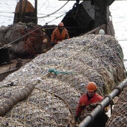 Рыбаки Приморского края добыли с начала года почти 540 тыс. тонн водных биоресурсов. Фото предоставлено АРПП