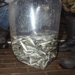 Молодь вырастили в экспериментальном рыбоводном цехе в поселке Лесной. Фото пресс-службы Главрыбвода