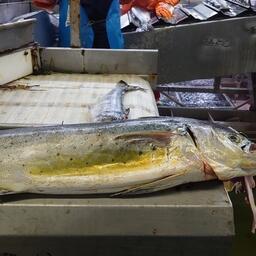 Для добычи лакедры в подзоне Приморье и на Южных Курилах рекомендовано выделить по 30 тонн