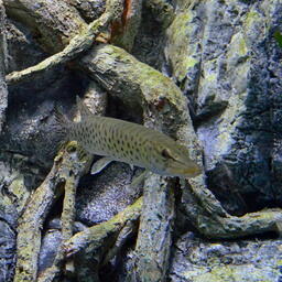 Амурская щука