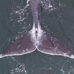 Шрамы от запутывания. Фото Ольги Шпак