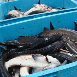 Согласно российскому законодательству, на получение статуса органической может претендовать в том числе продукция аквакультуры