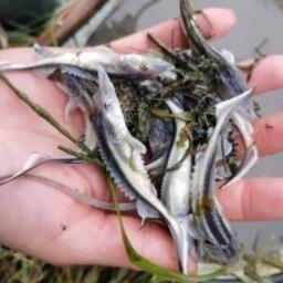 Молодь белуги, выращенная на Донском осетровом заводе. Фото пресс-службы Азово-Донского филиала Главрыбвода