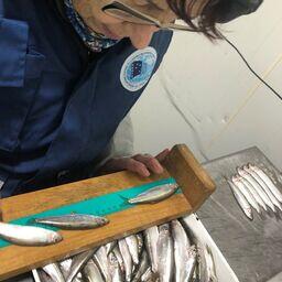 Измерение рыбы из улова. Фото пресс-службы АтлантНИРО