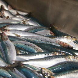 Сардины-иваси рыбаки взяли около 48,4 тыс.тонн 