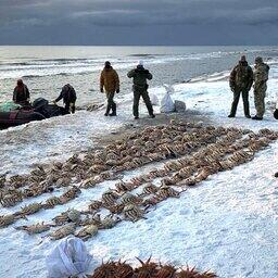 Силовики изъяли почти 350 крабов. Фото пресс-службы Погрануправления ФСБ России по Сахалинской области