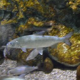 Байкальский омуль