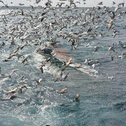 Промысел минтая на Дальнем Востоке. Фото пресс-службы РРПК
