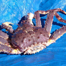 Камчатский краб, добытый на Дальнем Востоке