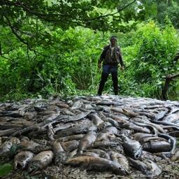 Наловленный браконьерами лосось на Камчатке. Фото пресс-службы правительства края