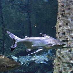 Республика Вьетнам значительно увеличила продажи пангасиуса в другие страны, входящие в Ассоциацию государств Юго-Восточной Азии (АСЕАН)