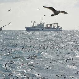 Минсельхоз готовится перевыпустить правила выдачи разрешений на вылов водных биоресурсов