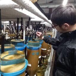 До весны икра будет зреть в инкубационных аппаратах Вейса под наблюдением рыбоводов. Фото пресс-службы Главрыбвода