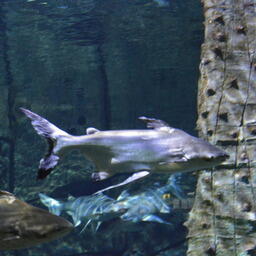 Драйвер роста рыбного экспорта Вьетнама — пангасиус