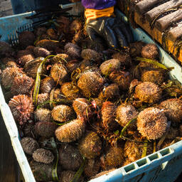 Ежи, добытые у побережья Кунашира