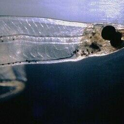 Личинка угря. Фото Kils («Википедия»), CC BY-SA 3.0