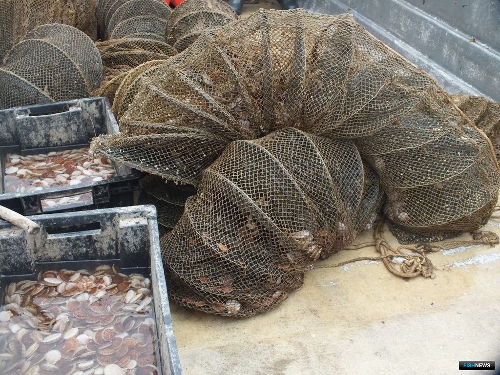 Подготовленные к высадке моллюски
