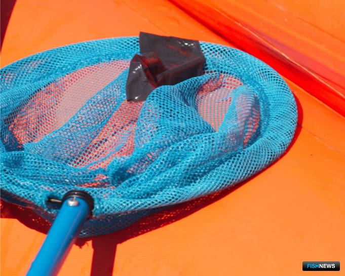 Образец сброшенной кожи кита, выловленный сачком. Фото пресс-службы WWF России
