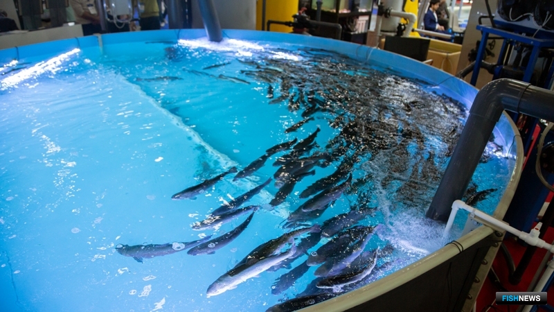 Посетителей объединенного стенда оборудования для аквакультуры встречал аквариум с живой рыбой