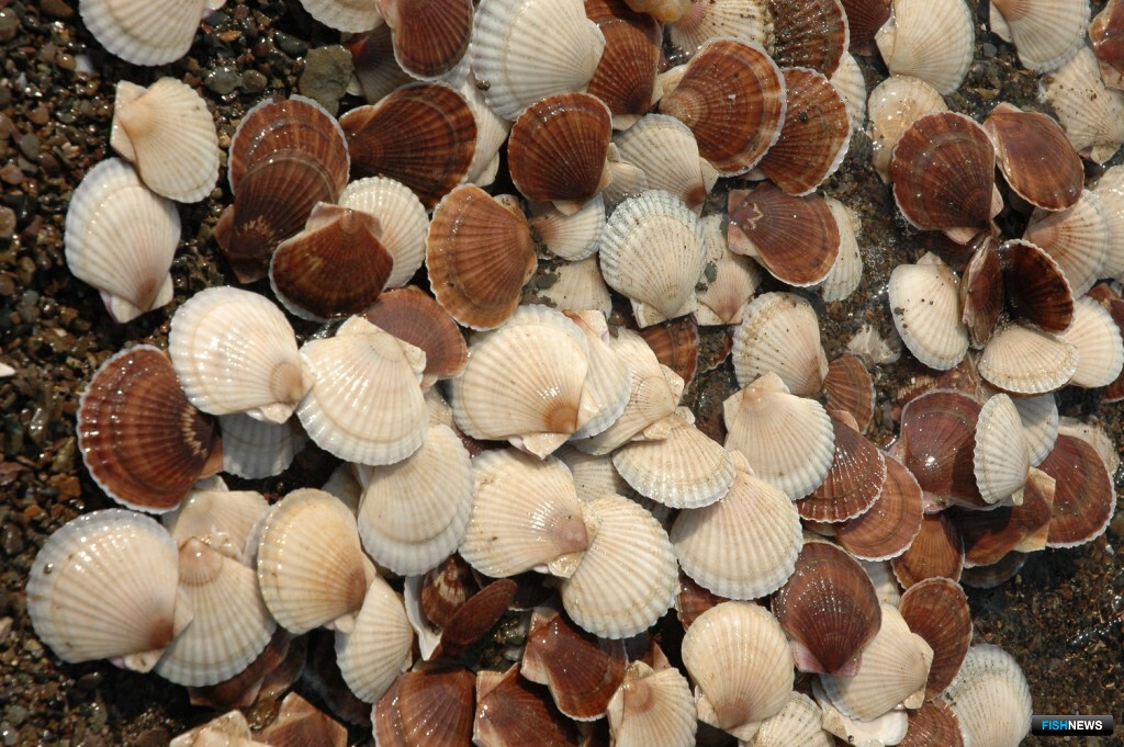 В прошлом году в акватории области выпущено 63 млн экземпляров морского гребешка