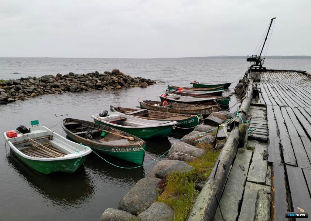 Сбор и заготовку морских водорослей в Карелии ведут 19 организаций и индивидуальных предпринимателей