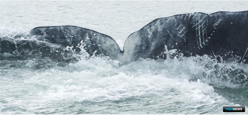 Шрам от нападения косатки на гренландского кита. Операторы дрона М. Морозова и А. Страпко