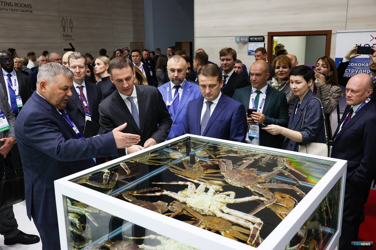 Президент группы компаний «Антей» Иван МИХНОВ демонстрирует аквариумы с живым крабом. Фото пресс-службы Росрыболовства