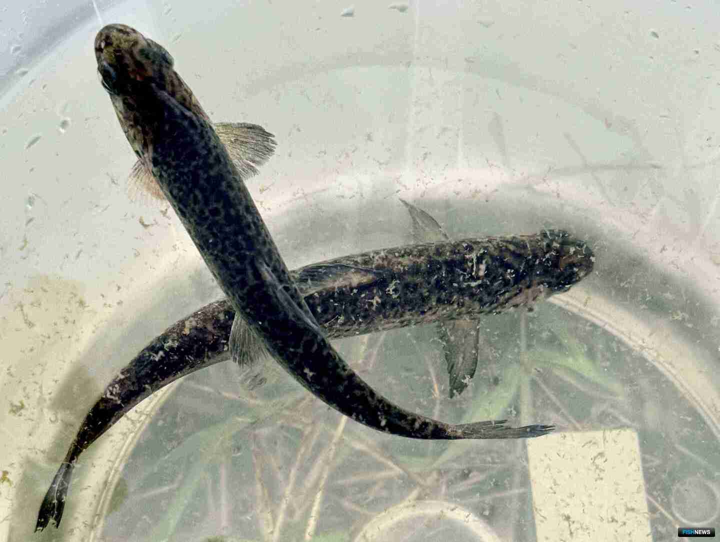 Мальков уникального лосося выращивают на двух рыбоводных заводах — Выгском и Кемском. Фото пресс-службы Главрыбвода