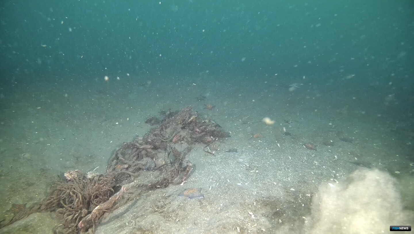 Аппарат транслирует картинку в режиме реального времени. Снимок предоставил научно-производственный департамент марикультуры Дальрыбвтуза