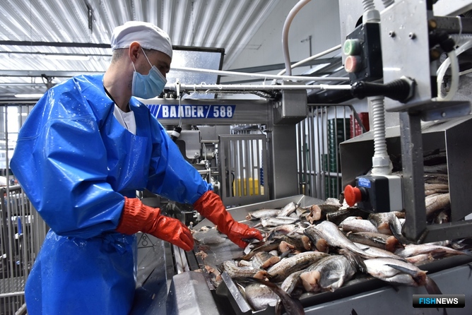 Сегодня завод в ТОР «Надеждинская» продолжает наращивать выпуск филе и другой продукции из минтая, перейдя на работу в две смены