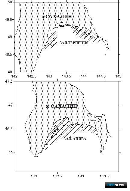 Рис. 23. Карта-схема района промысла кукумарии японской у Восточного Сахалина (залив Терпения и залив Анива)