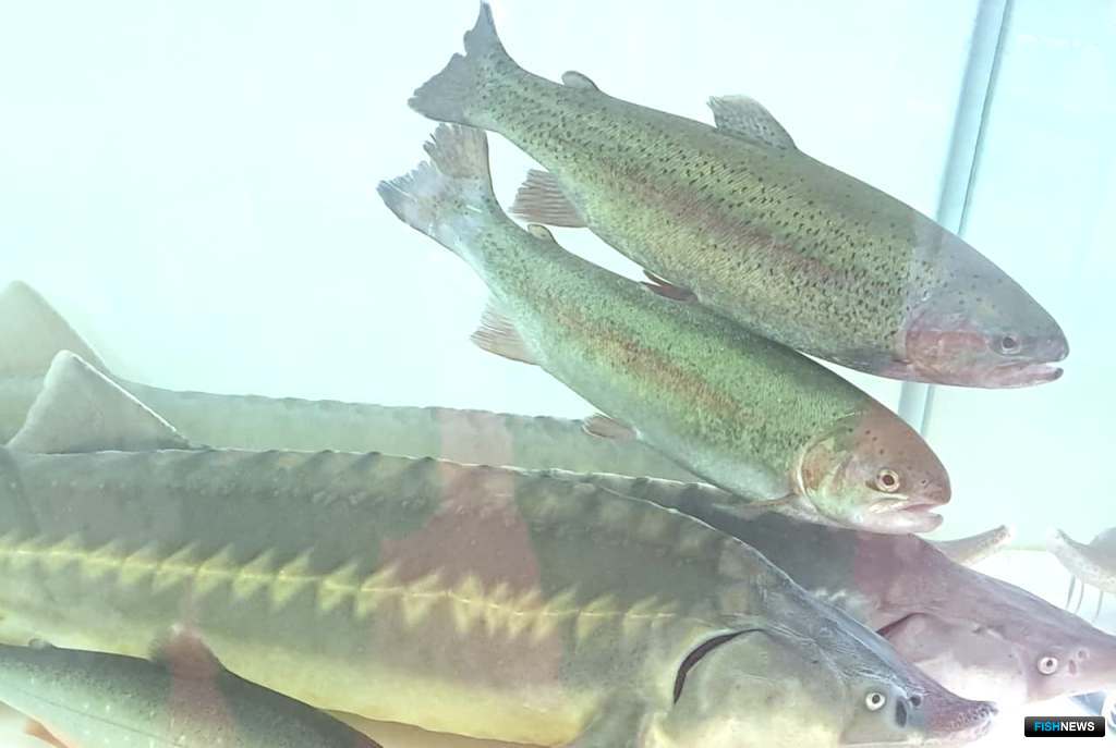 Аквакультурный раздел — наиболее активно растущий на выставке