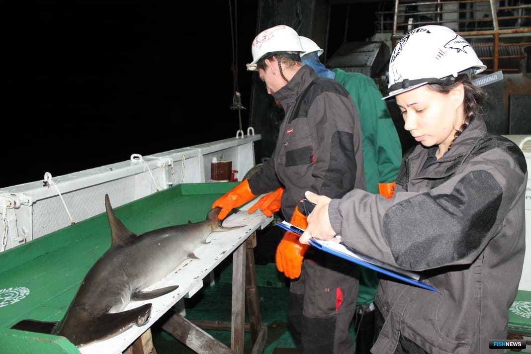 Измерение акулы-молот