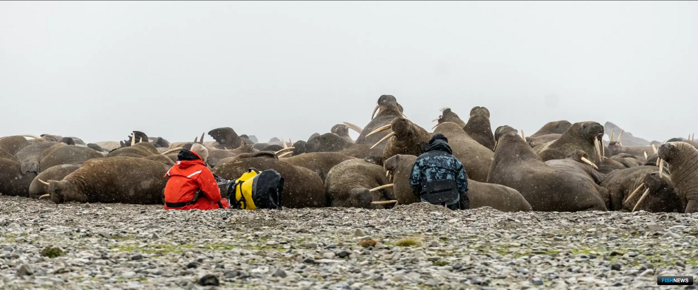 Ученые и экологи работают с моржами. Фото Дмитрия Рябова / Всемирный фонд дикой природы