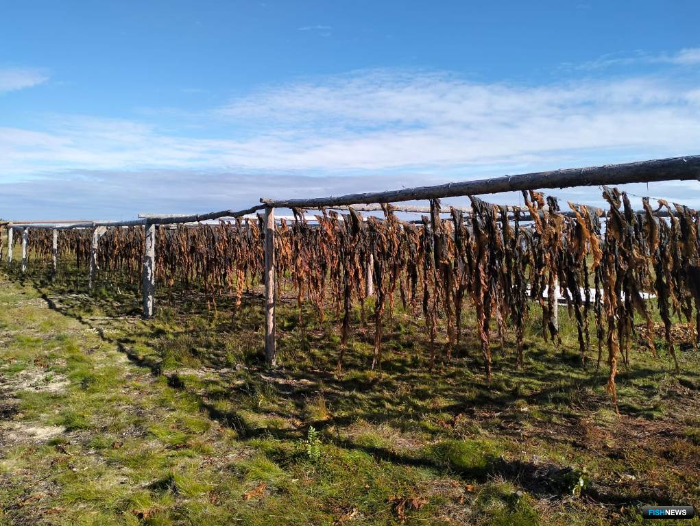 Сушка водорослей естественным образом, по мнению эксперта, проблемна для сохранения качества