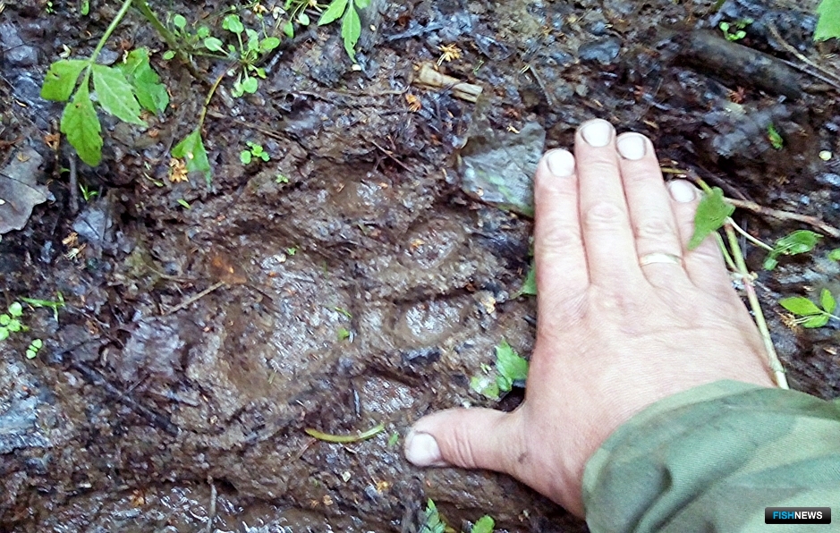Tiger footprint