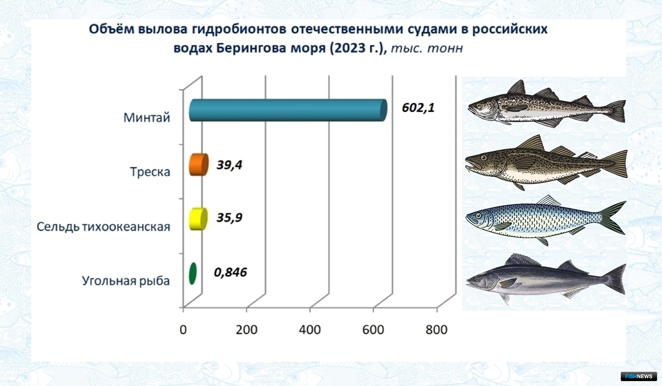 Объем вылова гидробионтов в российских водах Берингова моря (2023 г.), тыс. тонн