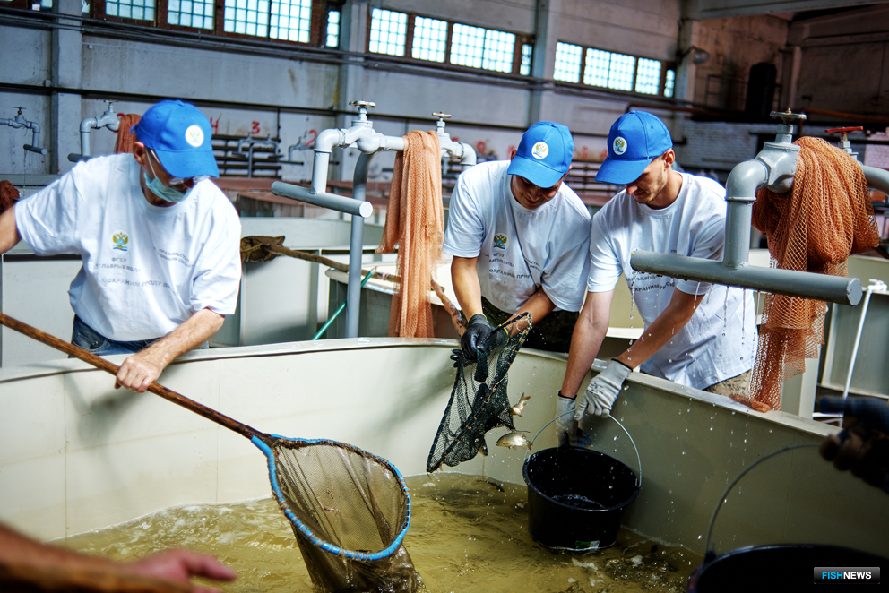 Цех по выращиванию сазана на Зеленоборском рыборазводном заводе