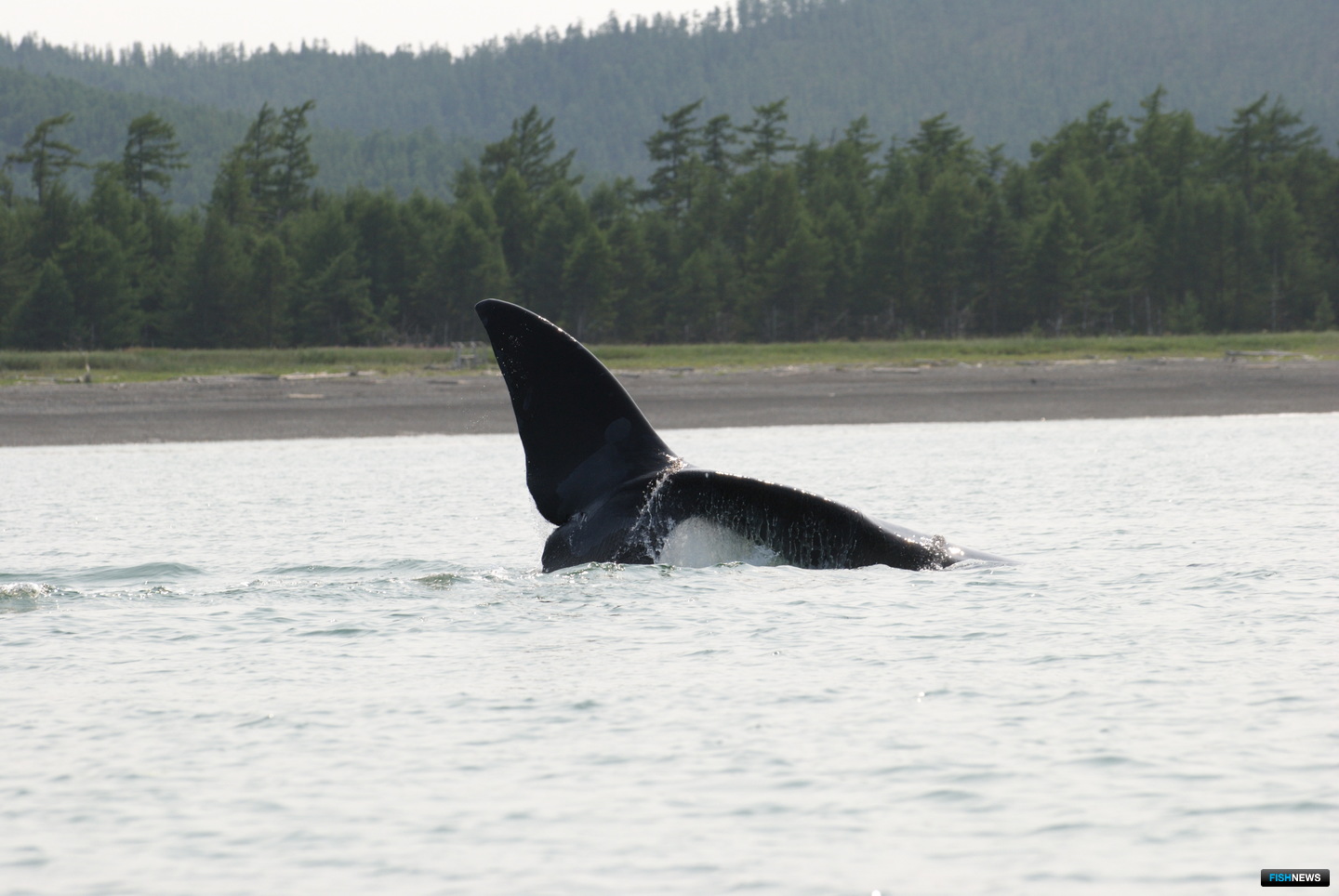 Гренландский кит в районе исследований. Фото Ольги Шпак