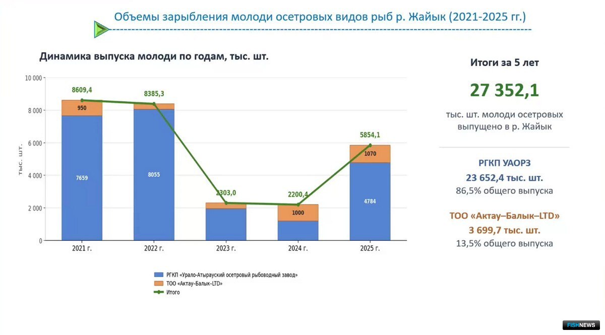 С 2021 по 2025 гг. в реку Урал было выпущено более 27 млн экземпляров молоди осетровых. Скриншот видеотрансляции
