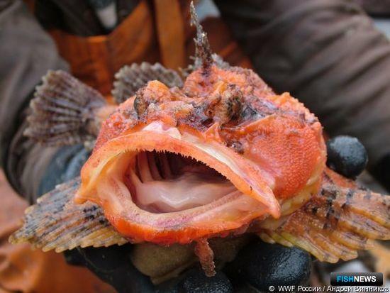 Морской ворон. Фото пресс-службы WWF России
