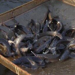 Индивидуально маркироваться и учитываться должны племенные или включенные в ремонтно-маточные стада осетровые. Архивное фото