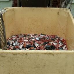 Отходы переработки лосося на Дальнем Востоке