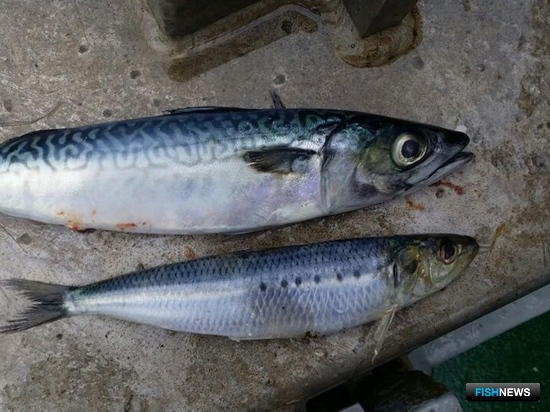 Японская скумбрия и дальневосточная сардина (иваси). Фото Константина Коробкова