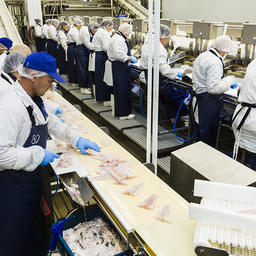 Производство филе трески на заводе в Мурманской области. Фото пресс-службы регионального правительства