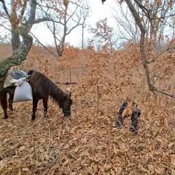 Нарушители пробрались в Дальневосточный морской заповедник на лошадях. Фото пресс-службы нацпарка «Земля леопарда»